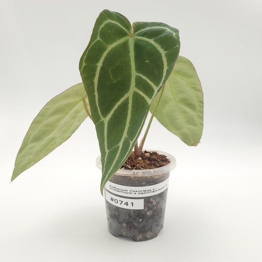 Anthurium (luxurians x crystallinum x papillilaminum) X #0741