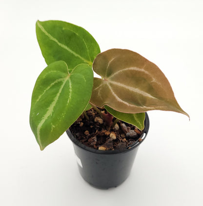 Anthurium forgetii x #0727