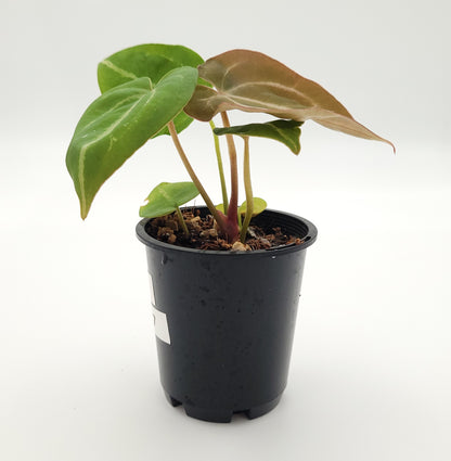 Anthurium forgetii x #0727