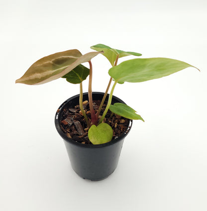 Anthurium forgetii x #0727