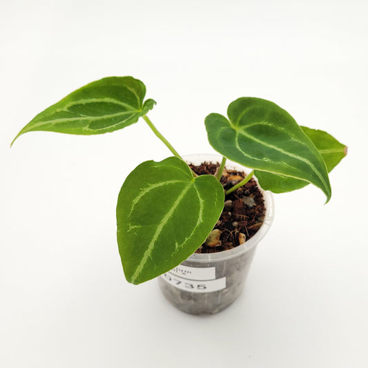 Anthurium forgetii x #0735