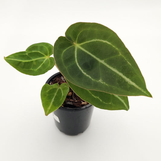 Anthurium forgetii x #0737