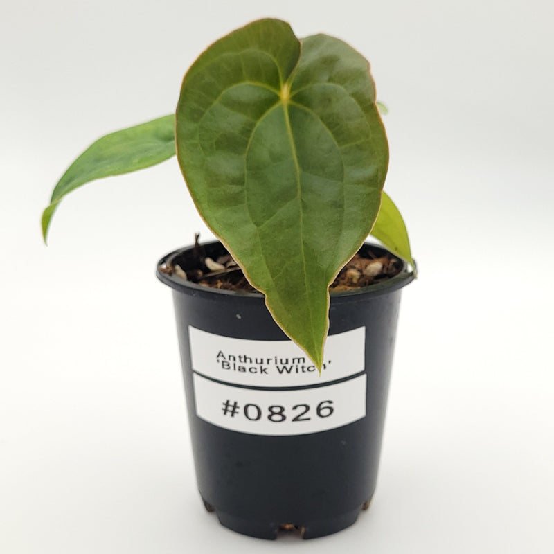 Anthurium 'Black Witch' (dressleri x luxurians) #0826