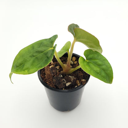 Anthurium 'Black Witch' (dressleri x luxurians) #0826