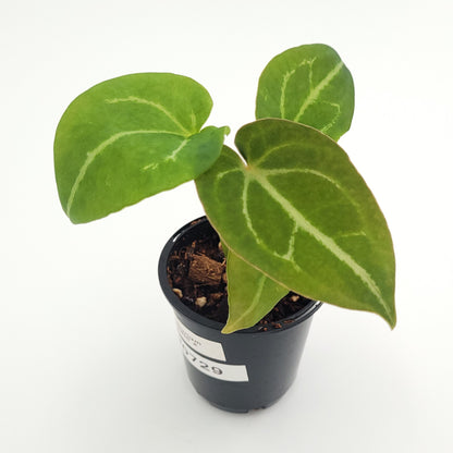 Anthurium forgetii x #0729