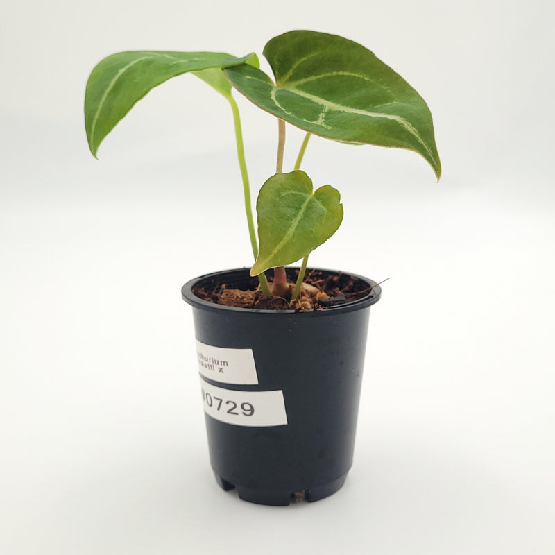 Anthurium forgetii x #0729