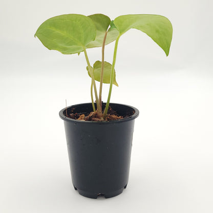 Anthurium forgetii x #0729