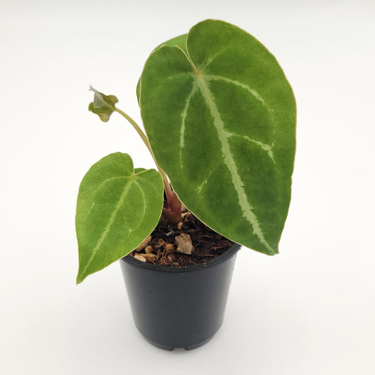 Anthurium forgetii x #0736