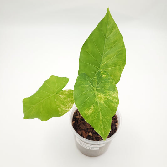 Alocasia gageana (aurea) #0718