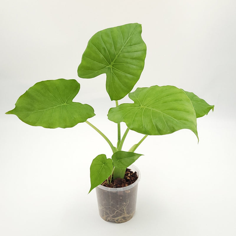 Alocasia gageana #0717