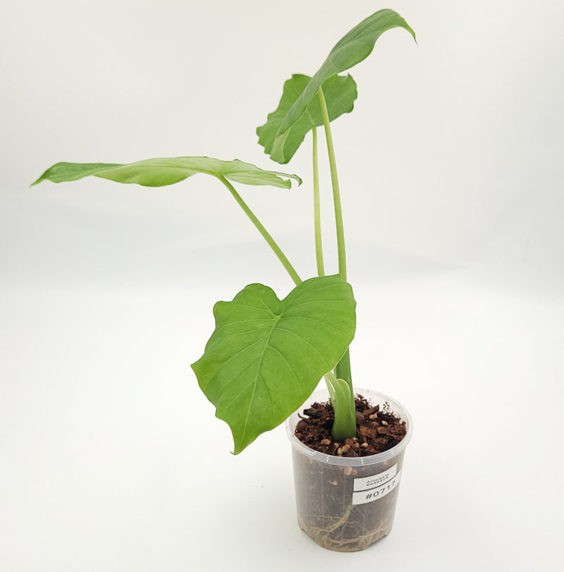 Alocasia gageana #0717