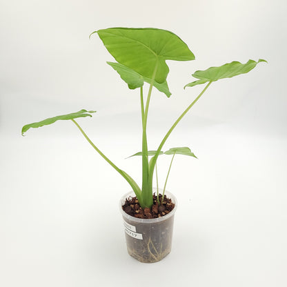 Alocasia gageana #0717