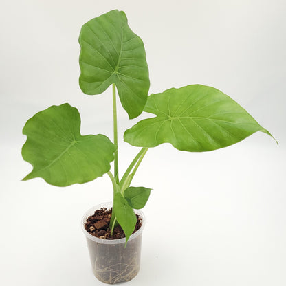 Alocasia gageana #0717