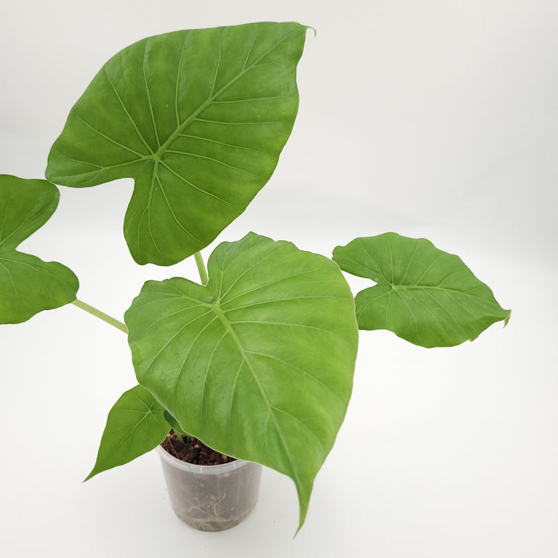 Alocasia gageana #0717