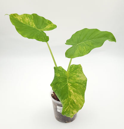 Alocasia gageana (aurea) #0713