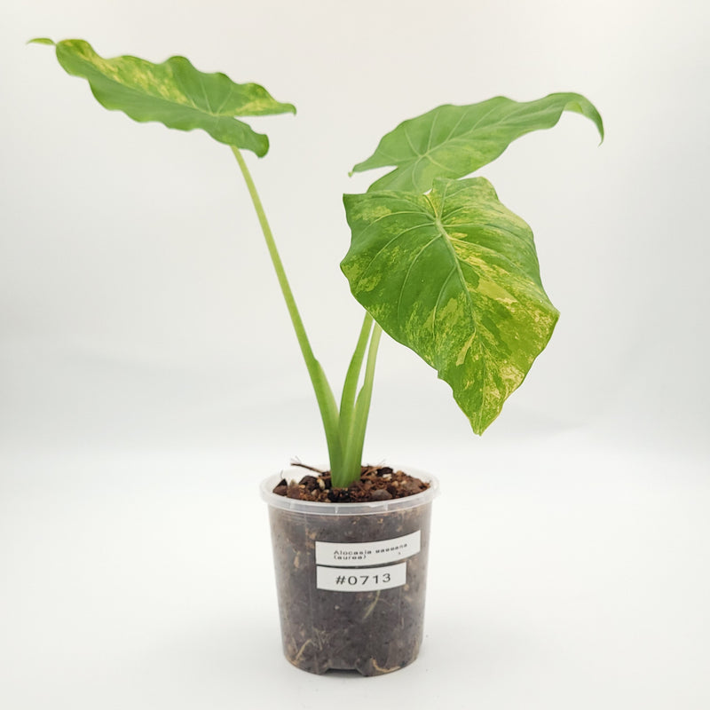 Alocasia gageana (aurea) #0713