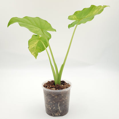 Alocasia gageana (aurea) #0713