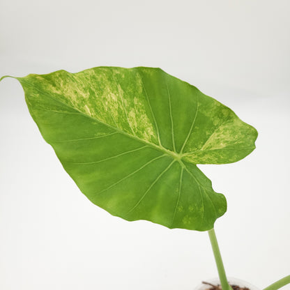 Alocasia gageana (aurea) #0713