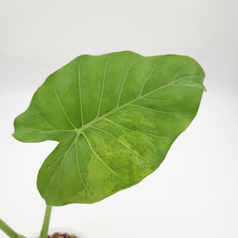 Alocasia gageana (aurea) #0713