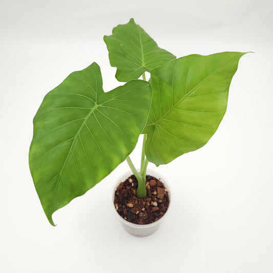 Alocasia gageana #0716