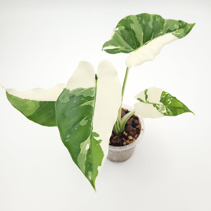 Alocasia odora 'Okinawa Silver' #0711