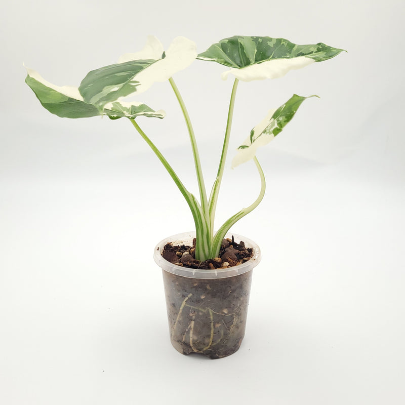 Alocasia odora 'Okinawa Silver' #0711