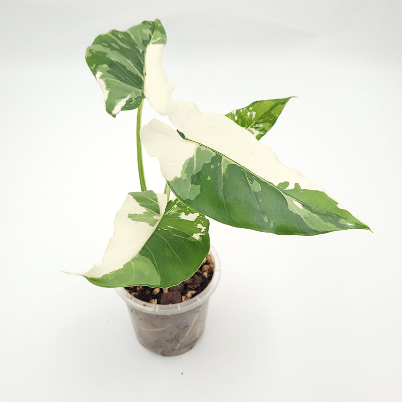 Alocasia odora 'Okinawa Silver' #0711