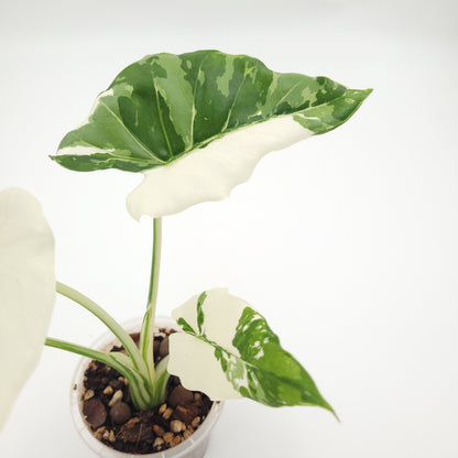 Alocasia odora 'Okinawa Silver' #0711