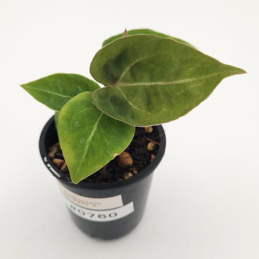 Anthurium forgetii x #0760