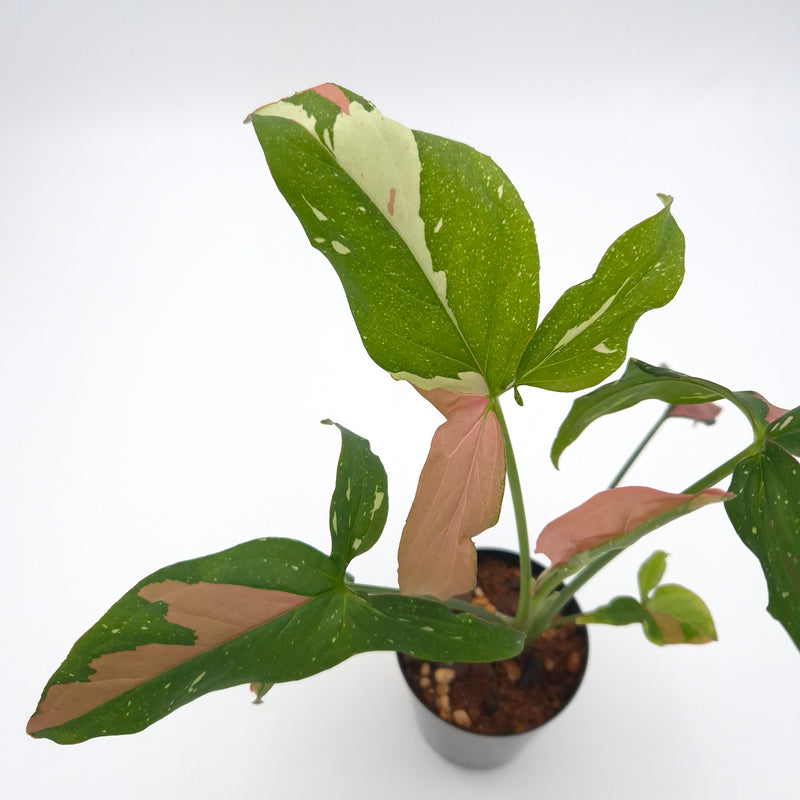 Syngonium podophyllum 'Red Spot Tricolour' #0824