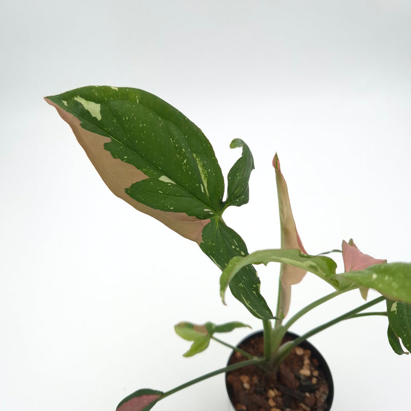 Syngonium podophyllum 'Red Spot Tricolour' #0824