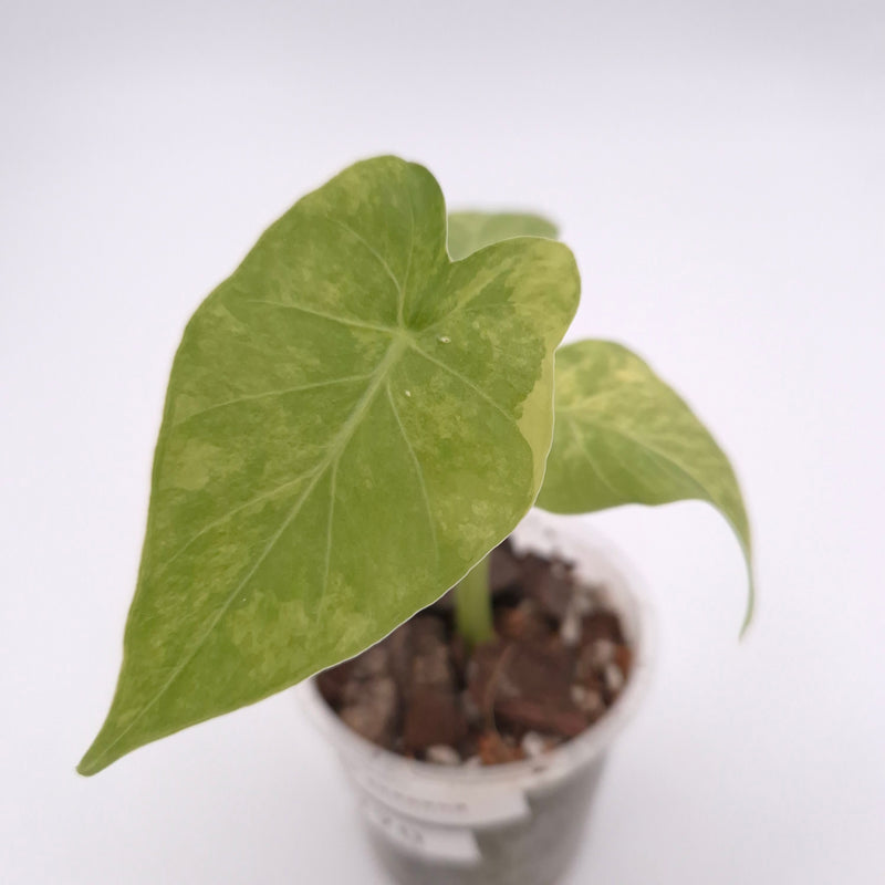 Alocasia gageana (aurea) #0770