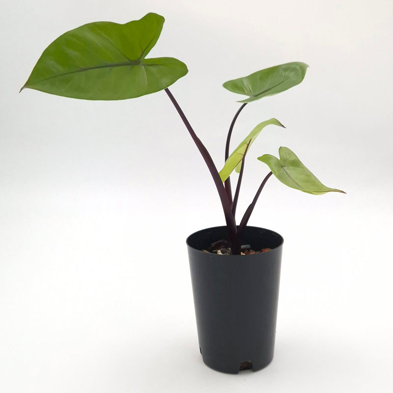 Alocasia macrorrhiza (black stem) #0810