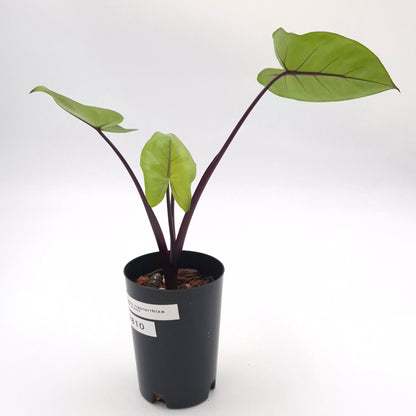 Alocasia macrorrhiza (black stem) #0810