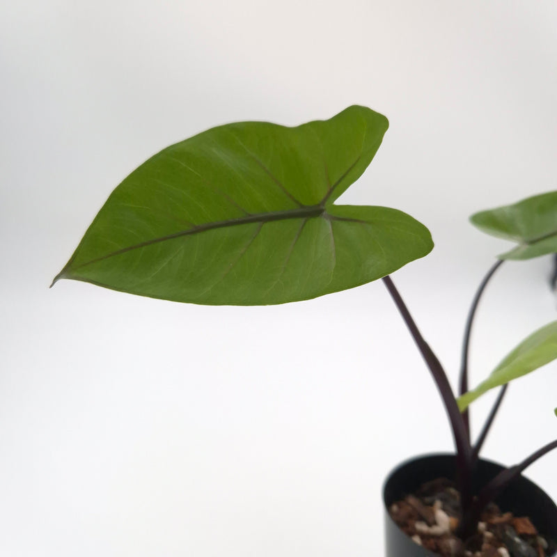 Alocasia macrorrhiza (black stem) #0810