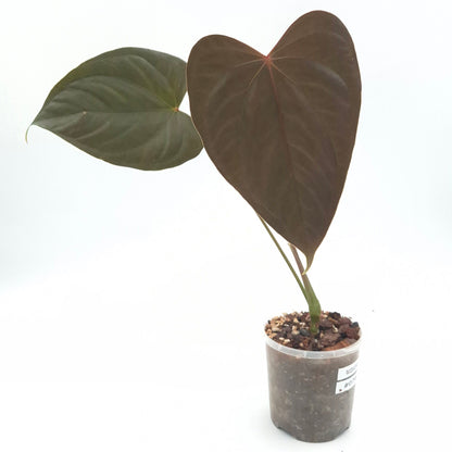 Anthurium 'Bosworth Beauty' x #0764