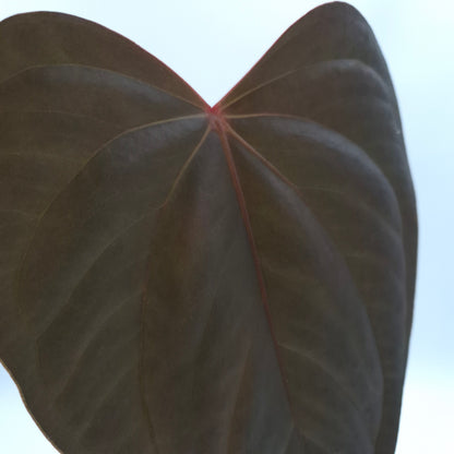 Anthurium 'Bosworth Beauty' x #0764