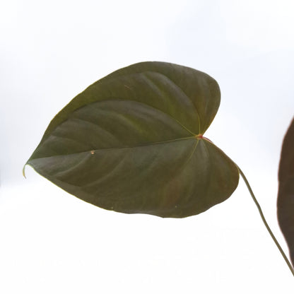 Anthurium 'Bosworth Beauty' x #0764