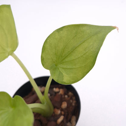 Alocasia cucullata (variegated) #0752