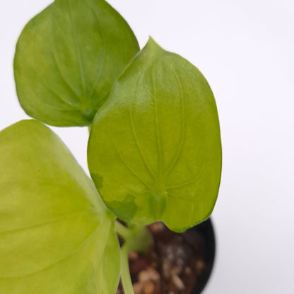 Alocasia cucullata (variegated) #0805