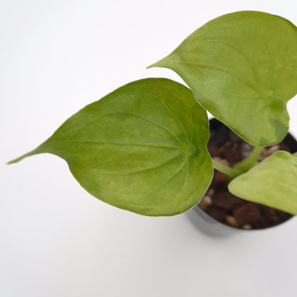 Alocasia cucullata (variegated) #0805