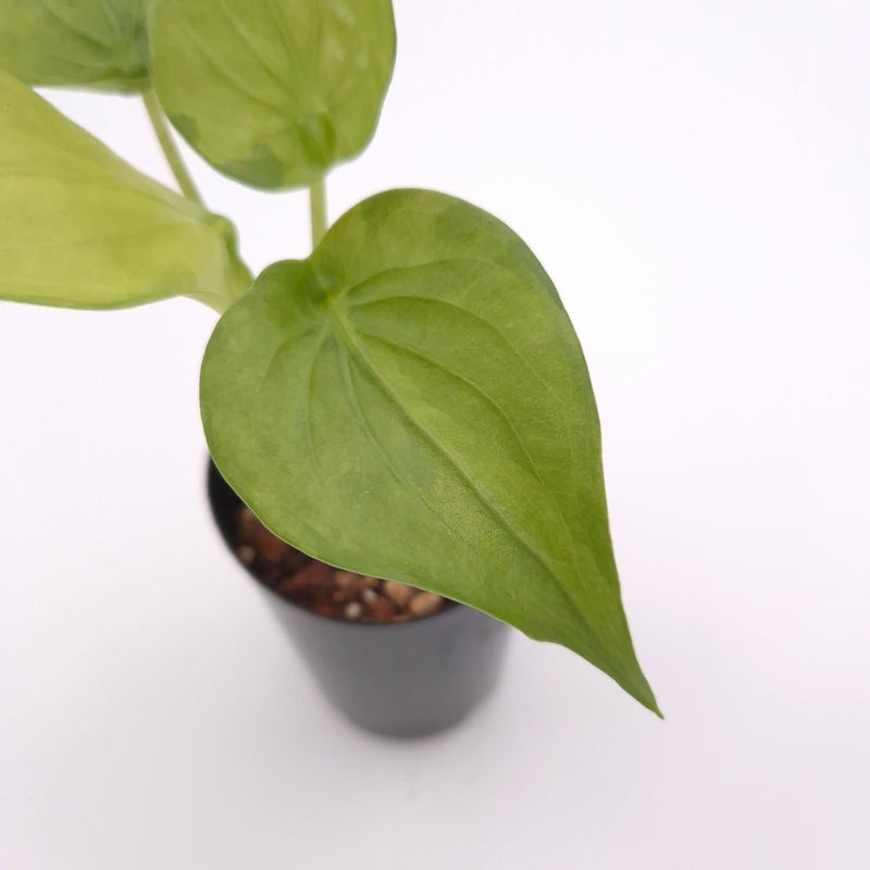 Alocasia cucullata (variegated) #0805