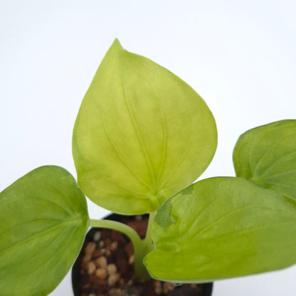 Alocasia cucullata (variegated) #0805