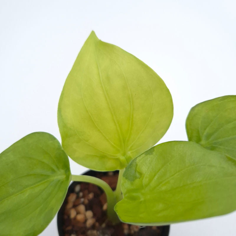 Alocasia cucullata (variegated) #0805