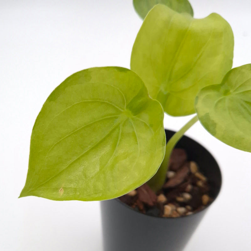 Alocasia cucullata (variegated) #0835