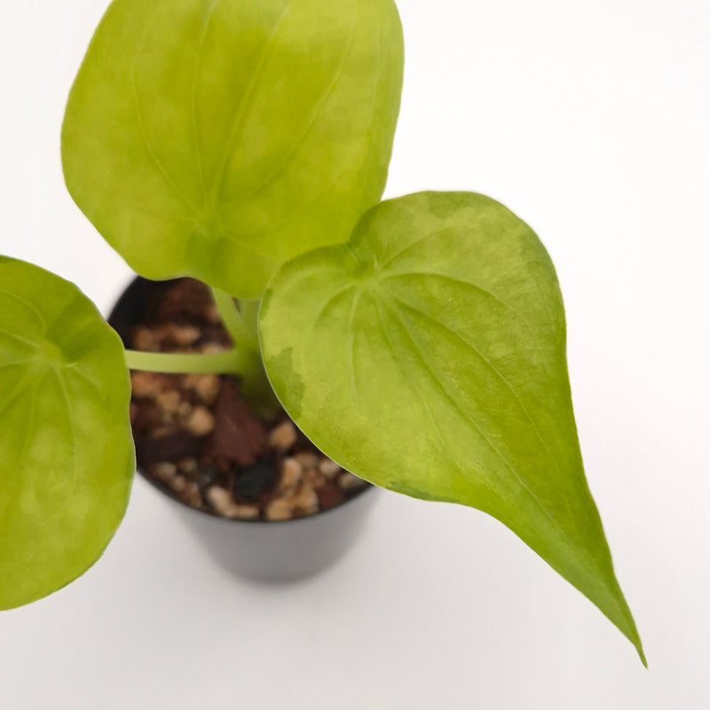 Alocasia cucullata (variegated) #0835