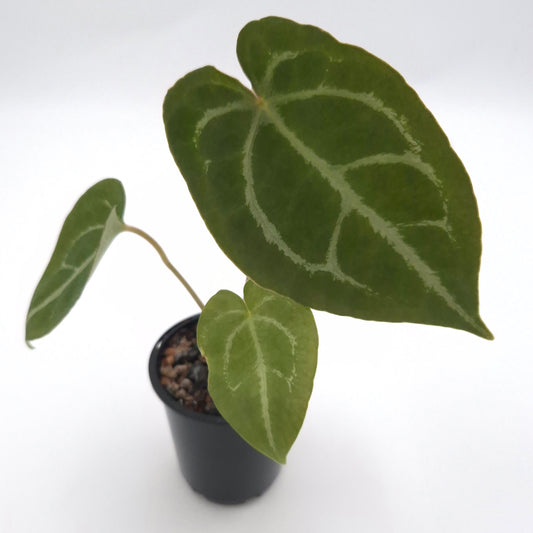 Anthurium forgetii x #0729