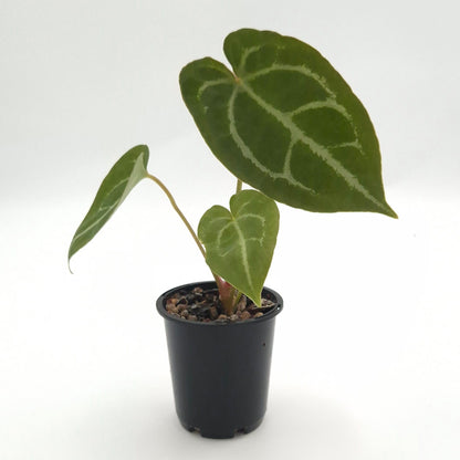 Anthurium forgetii x #0729