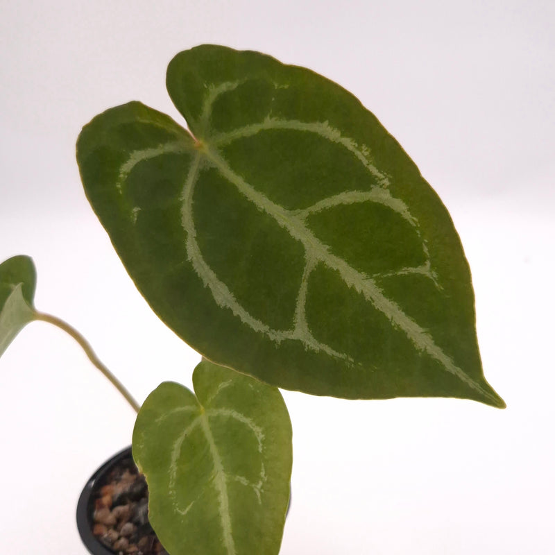 Anthurium forgetii x #0729