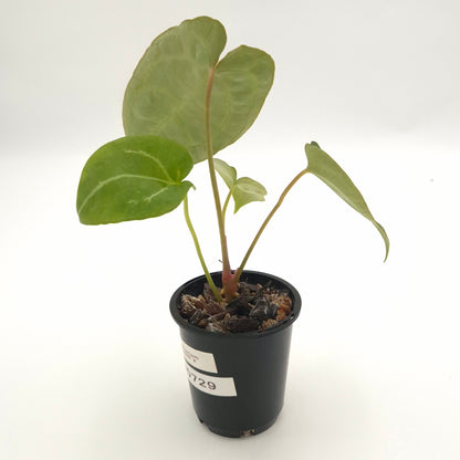 Anthurium forgetii x #0729